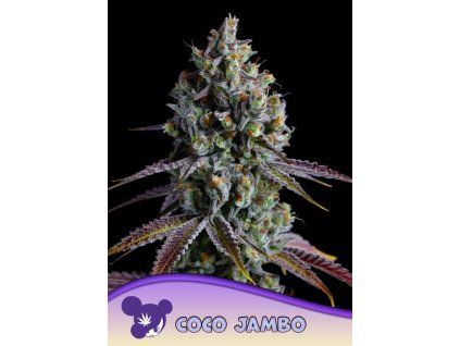 Anesia Seeds Coco Jambo