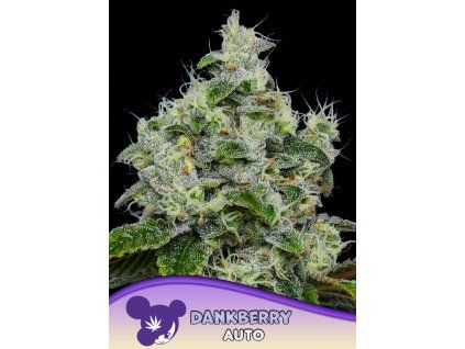 Anesia Seeds Dankberry Auto