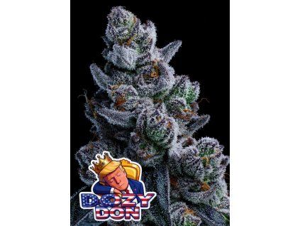 Anesia Seeds Dozy Don