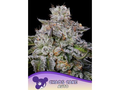 Anesia Seeds Epic Buzz Auto