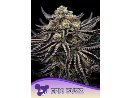 Anesia Seeds Epic Buzz
