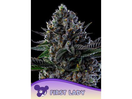 Anesia Seeds First Lady