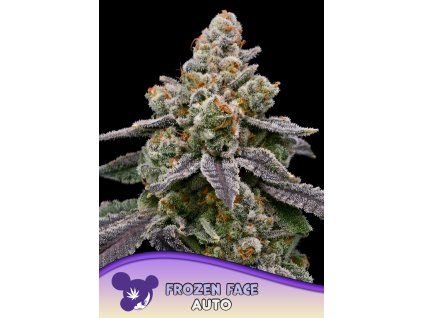 Anesia Seeds Frozen Face Auto