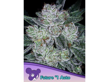 Anesia Seeds Future #1 Auto