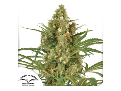 Snow Bud Dutch Passion Seed company