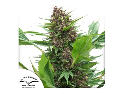 Frisian Duck Dutch Passion Seed company
