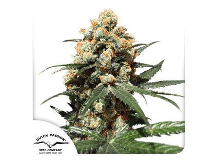 Orange Hill Special Dutch Passion Seed company