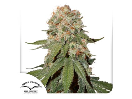 Orange Bud Dutch Passion Seed company