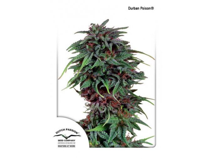 Durban Poison Dutch Passion