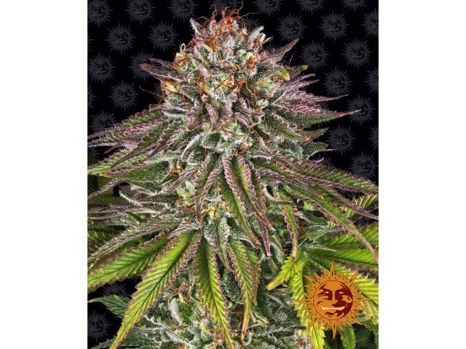 critical kush circle new 21 758343