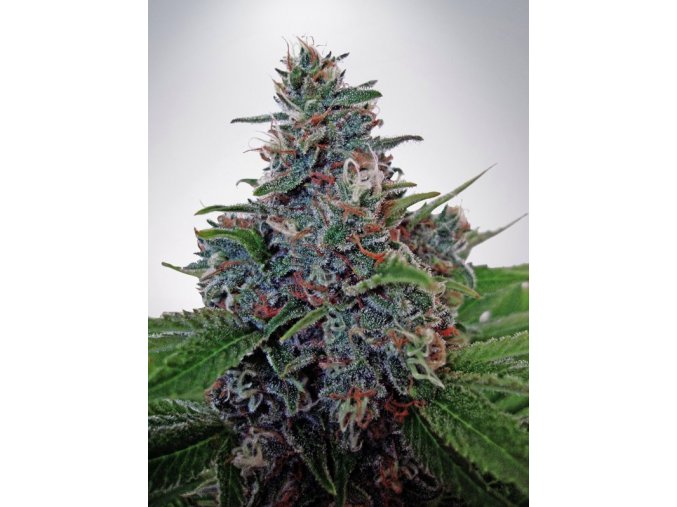 auto blue amnesia feminizovan 502