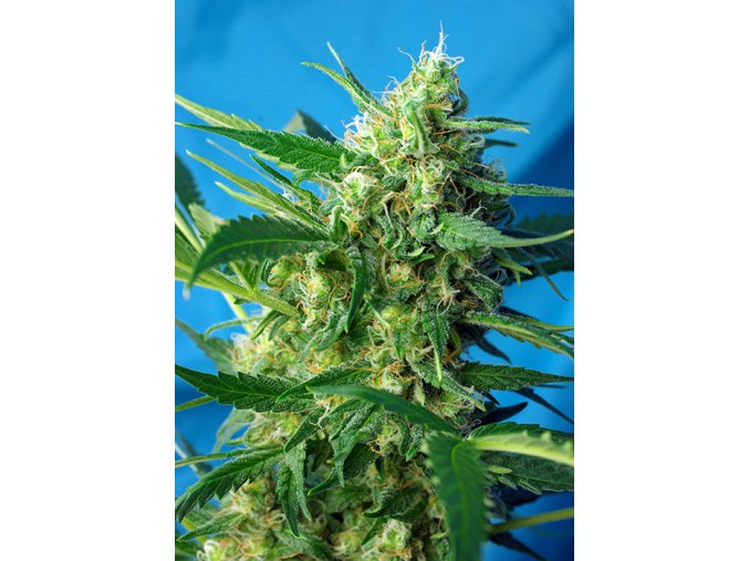 ICE COOL AUTO(R) SWS46