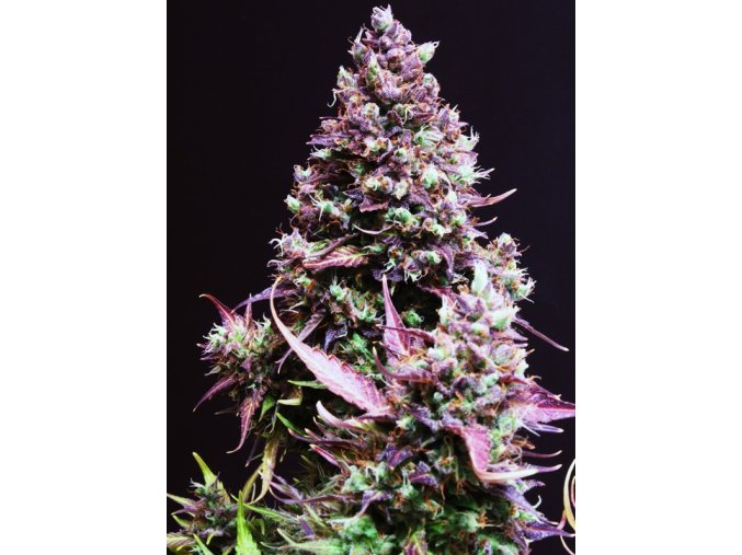 cream caramel auto (1)