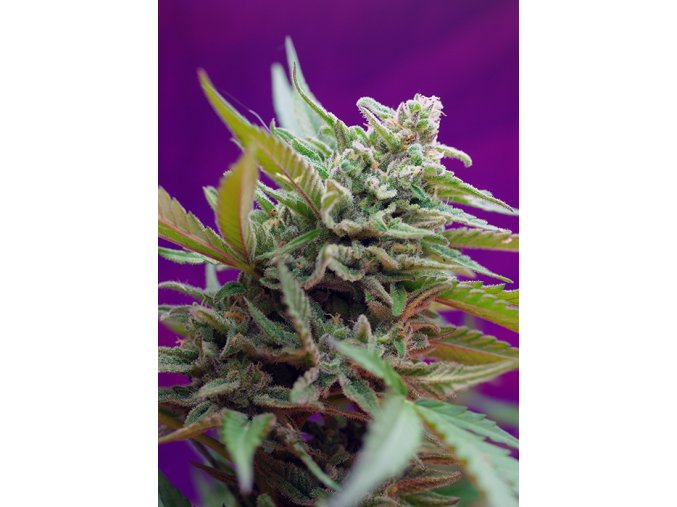 BLACKJACK AUTO(R) SWS21