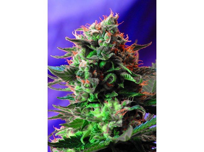 JACK47 F1(R) SWS51