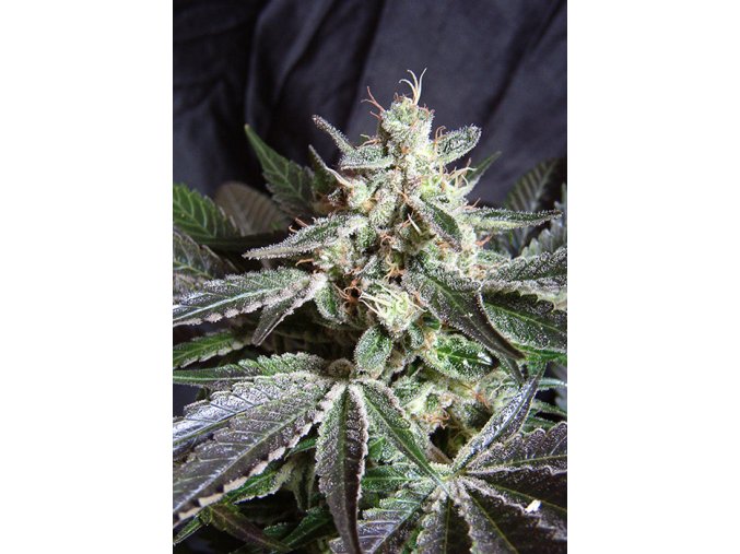 BLACKJACK F1(R) SWS49