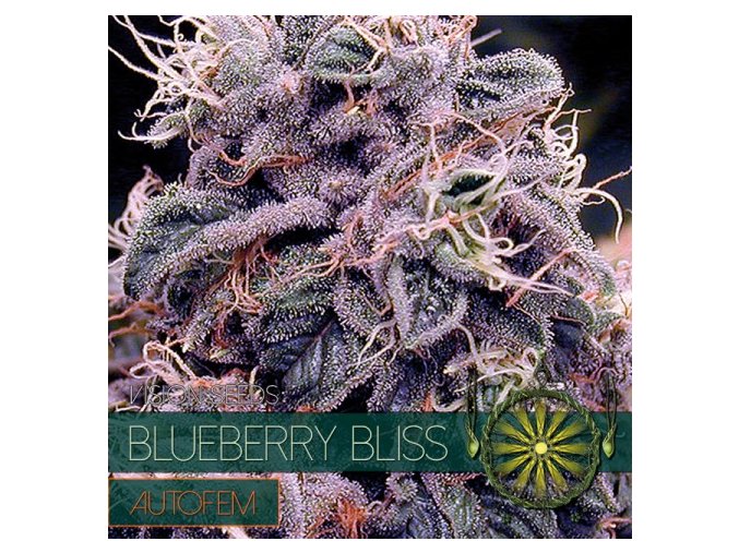 autofem vision seeds blueberry bliss