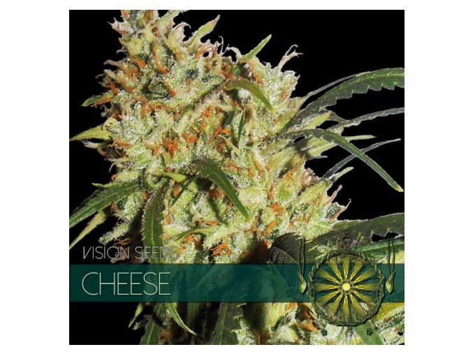 vision seeds cheese