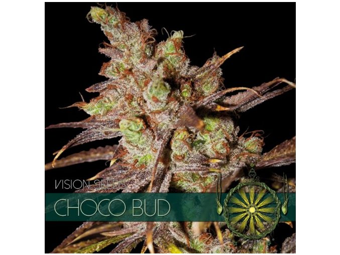 vision seeds choco bud500x500