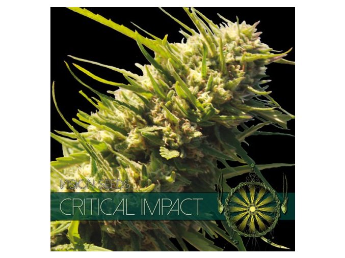 vision seeds critical impact