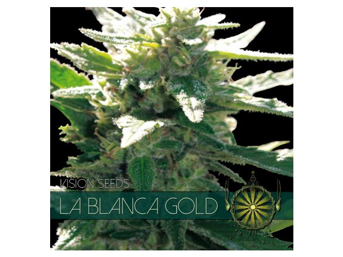 vision seeds la blanca gold