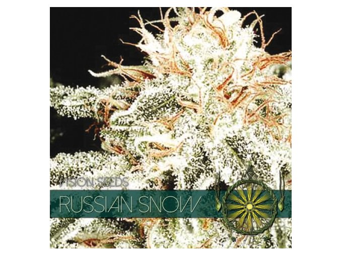 vision seeds russian snow