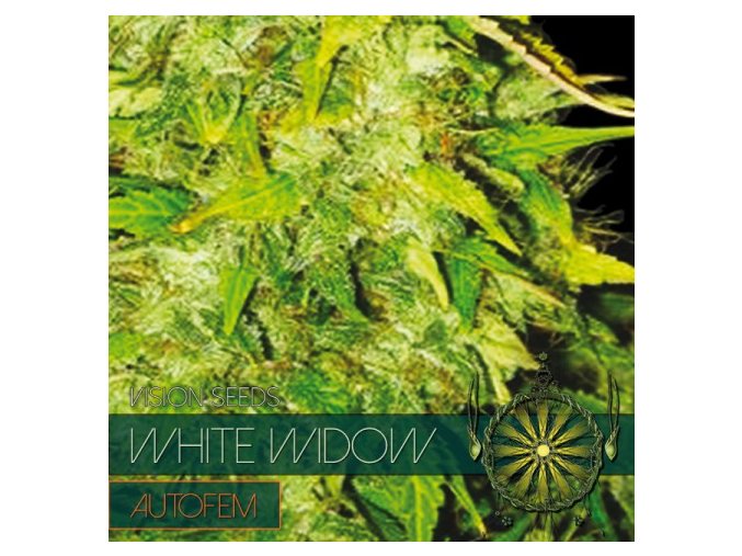 autofem vision seeds white widow