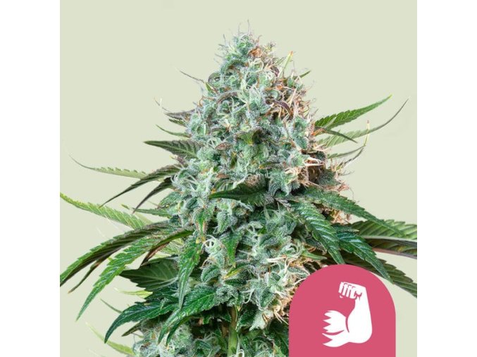 hulkberry