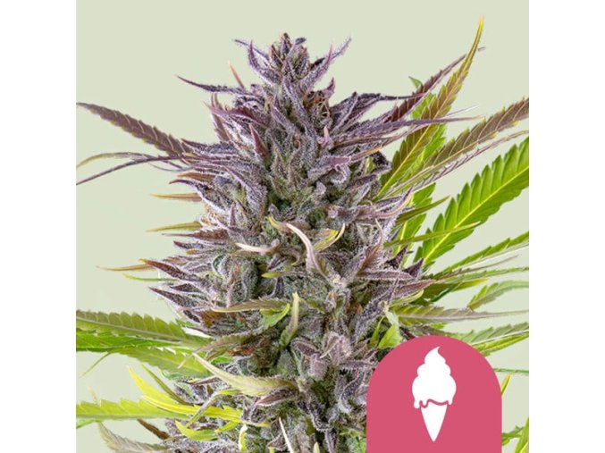green gelato