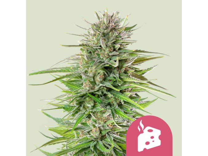 blue cheese