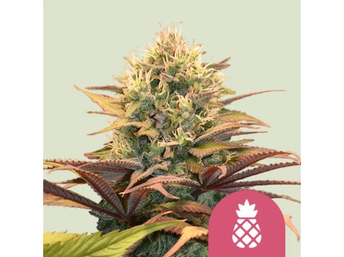 pineapple kush