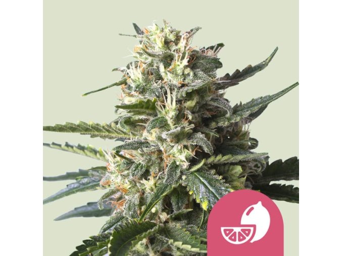 lemon shining silver haze