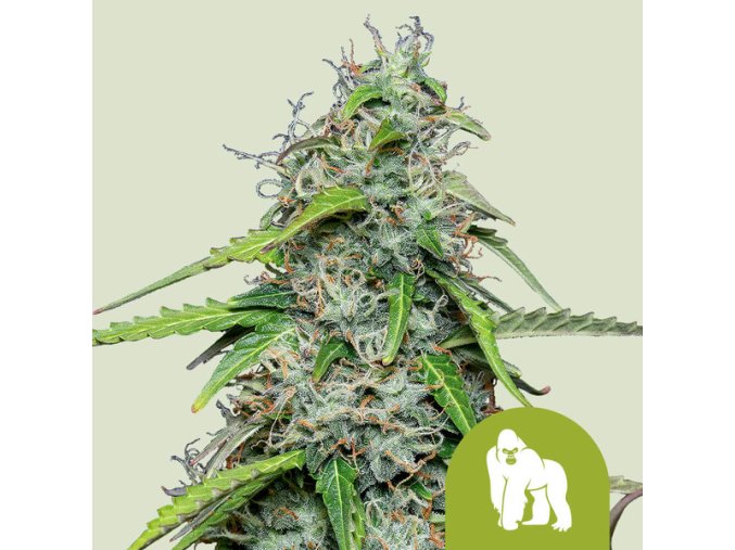 royal gorilla automatic