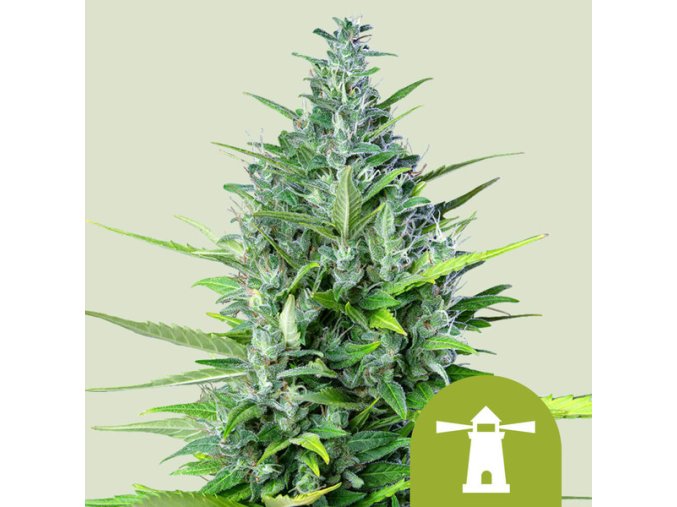 royal haze automatic