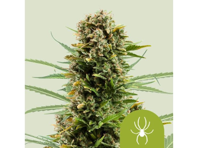 white widow automatic