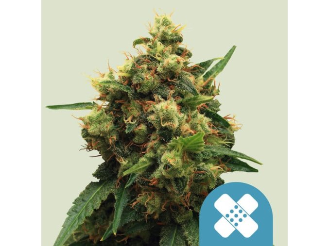 painkiller xl