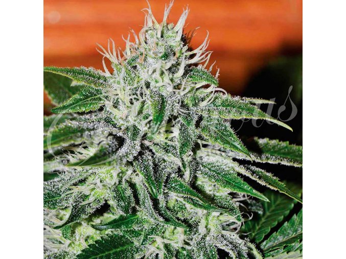 critical jack herer 7