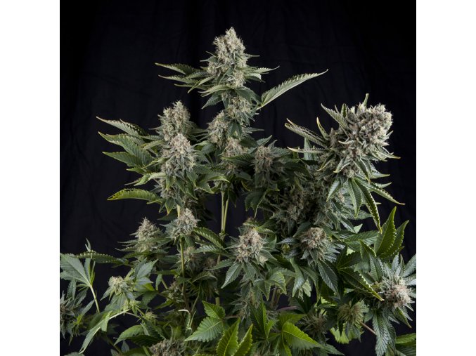 White Widow 800x800