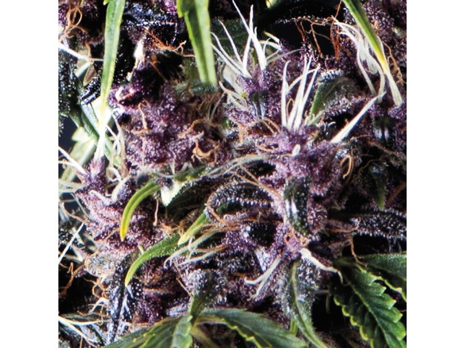 Purple Autoflowering 800x800