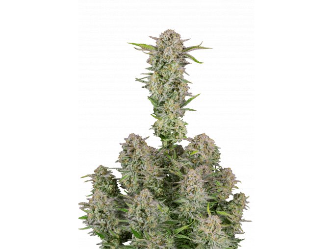 l tsp 2x bruce banner auto transparent 1690111249