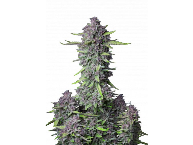 l tsp 2x purple punch auto transparent 1690110089