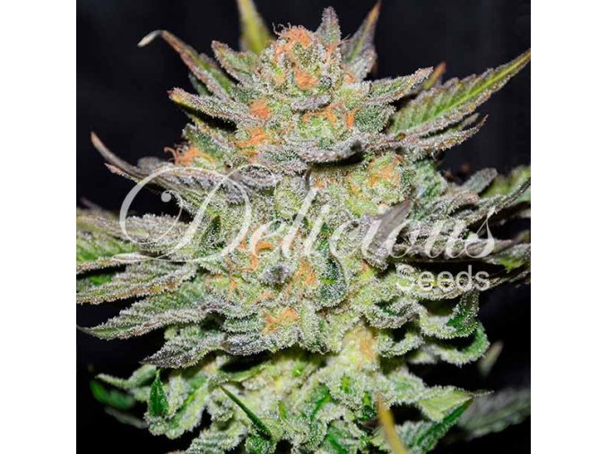 delicious seeds blue ace auto cbd