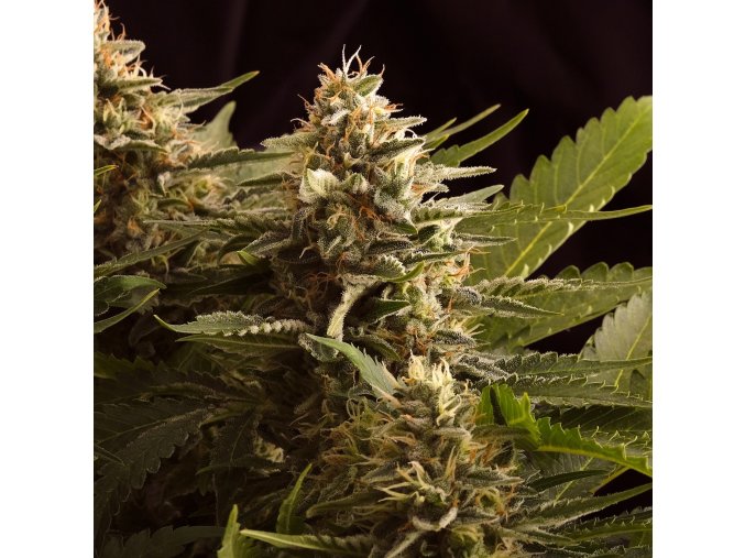 colombian jack product image 5477