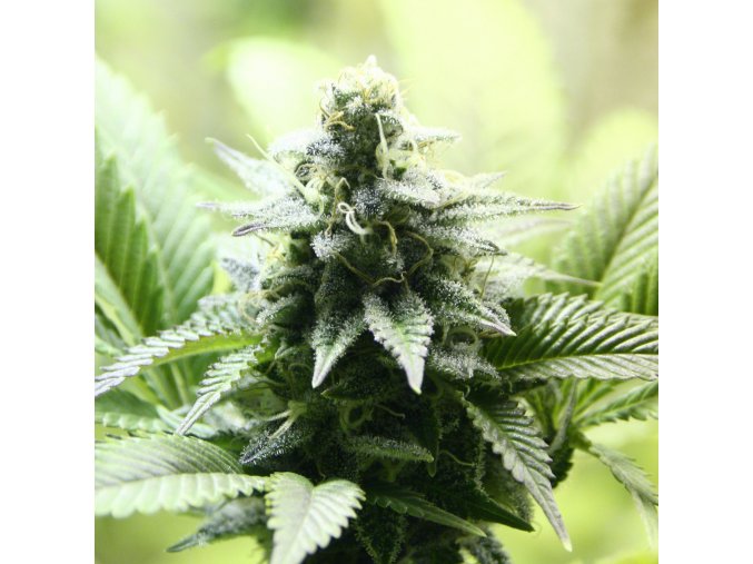 indica cream product image 95