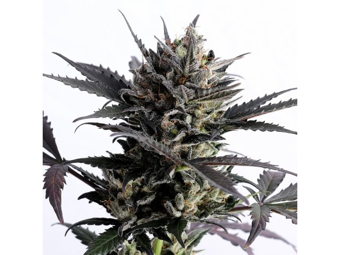 lemon haze auto product image 7573