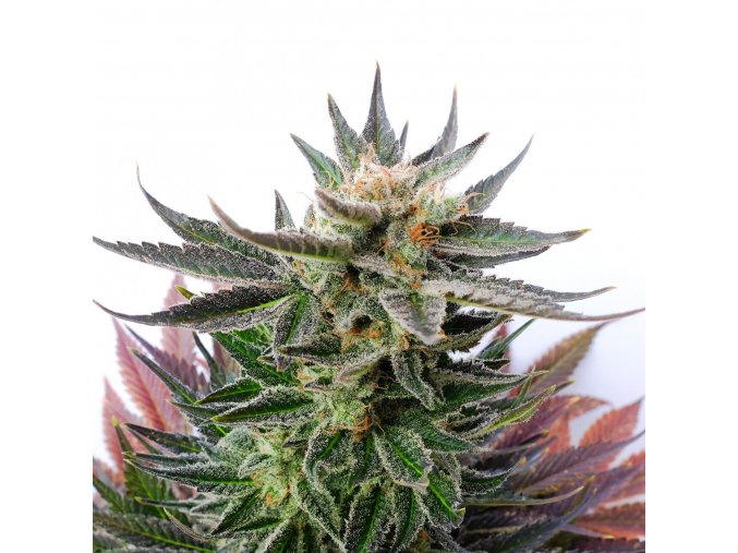 sativa dream product image 5677