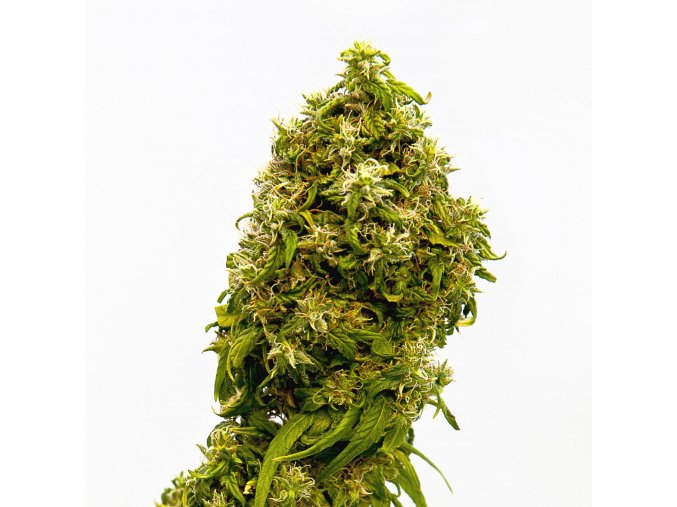 swiss dream cbd product image 2251