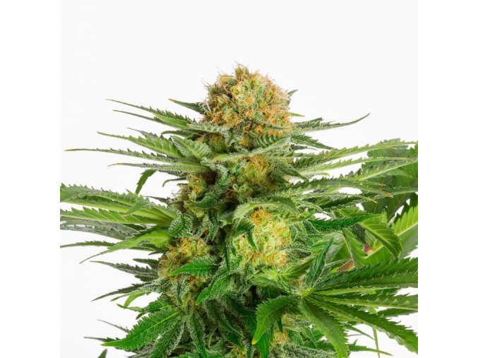 white domina product image 7683