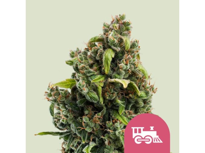 candy kush express fast flowering