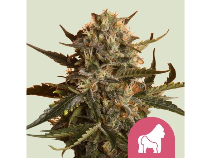 mother gorilla
